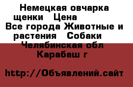 Немецкая овчарка щенки › Цена ­ 20 000 - Все города Животные и растения » Собаки   . Челябинская обл.,Карабаш г.